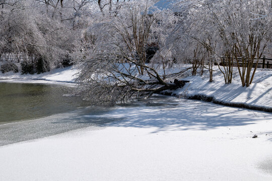 Frozen Trees Around A Half Frozen Pond In The Suburbs