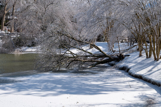 Frozen Trees Around A Half Frozen Pond In The Suburbs