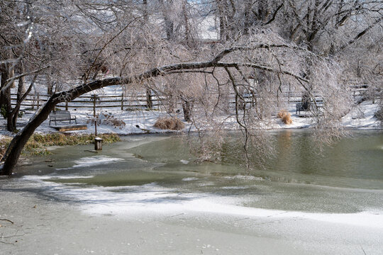 Frozen Trees Around A Half Frozen Pond In The Suburbs