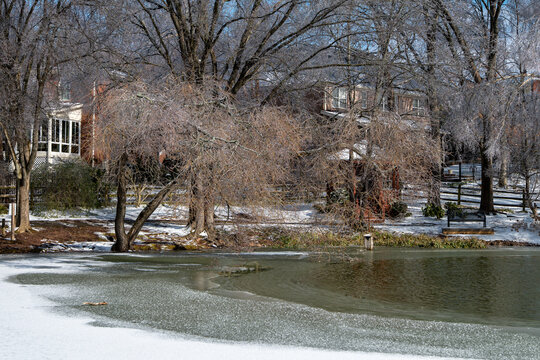 Frozen Trees Around A Half Frozen Pond In The Suburbs