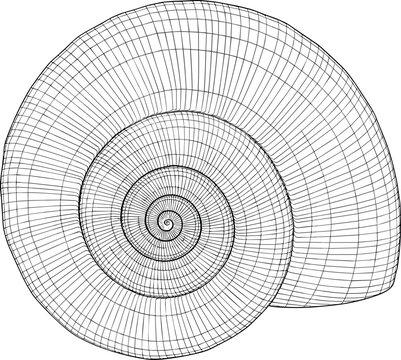 A spiral illustration of a seashell viewed from the side, showcasing its detailed wireframe structure and concentric circles.