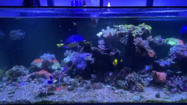 Blick ins Meerwasseraquarium mit Fischen und Korallen.