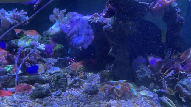 Blick ins Meerwasseraquarium mit Fischen und Korallen.