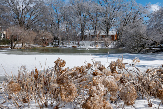 Frozen Hydrangia in the foreground of frozen trees and frozen pond after a winter ice storm