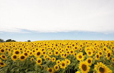 Obraz premium Sunflowers 