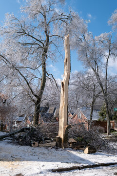 Winter Ice Storm Damaged Old Tree 