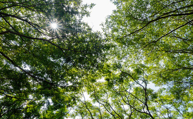 Obraz premium Sunlight filters through dense green canopy of forest trees.