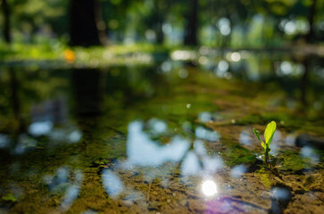 Naklejka premium Tiny green sprout emerges from shallow forest puddle.