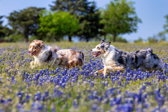 Australian Shepherd  dog in Texas Bluebonnet wildflowers having fun