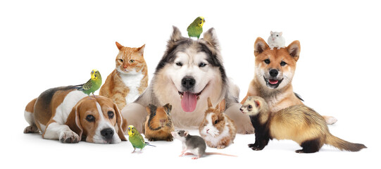 Cute pets on white background. Parrots, dogs, cat, bunny, ferret, rat, hamster and guinea pig