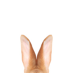 Fluffy rabbit ears on white background. Easter bunny