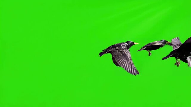 Green Screen three black bird flies from left to right chroma key background for compositing vfx scene 2 with distortion, overlay, glitch, static noise, scan lines on background, 4k animated video