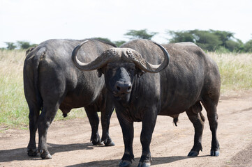 Obraz premium Cape Buffalo (Syncerus caffer) dominant bull facing camera in Kenyan savanna