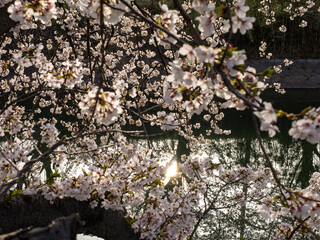 朝陽を浴びる満開の桜、水面のきらめき