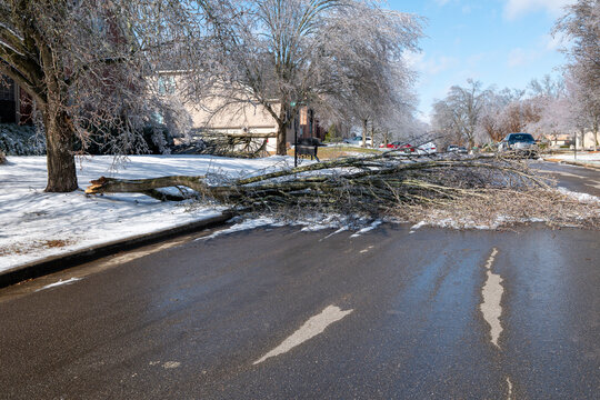 Winter Ice Storm Damaged Tree Fallen Across Suburban Road