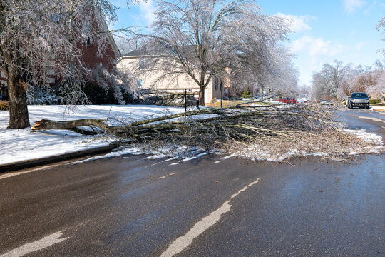 Winter Ice Storm Damaged Tree Fallen Across Suburban Road