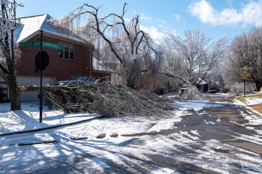 Winter Ice Storm Damaged Tree Fallen Across Suburban Road