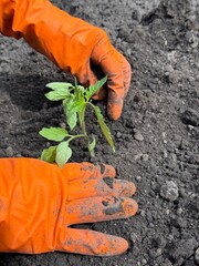 planting tomato seedling in open ground.