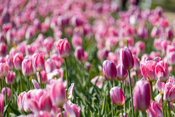 アイスチューリップ