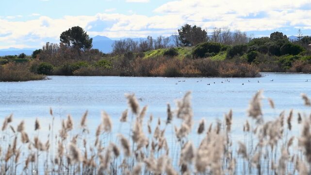 Ducks in Natural Habitat on Calm Lake Surface - Silhouettes of thousands of migrating birds over a calm lake background