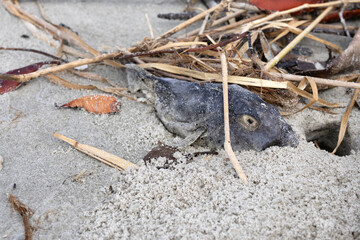 A dead fish on the beach next to a crab burrow; behind the fish there is some kind of grass - close angle