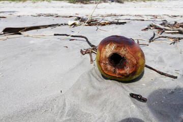 A green coconut that has already been cut open and drained of its water, thrown onto the beach sand along with other branches brought in by the sea