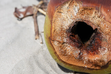 The open hole of a green coconut thrown on the beach, photographed up close