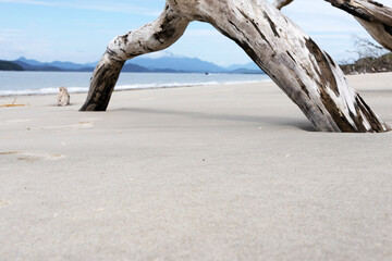 A tree trunk stuck in the sand of the beach forms a kind of arch; in the background, the sea and out-of-focus mountains can be seen