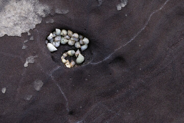 Small shells inside a hole in a rock, photographed up close.