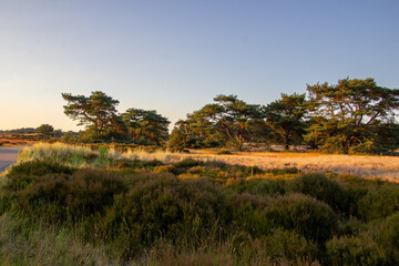 Obraz premium Landscape with sunset on the Veluwe