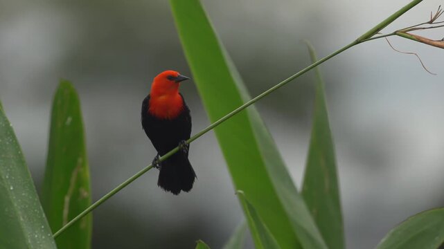 Federal or Scarlet-headed Blackbird (Amblyramphus holosericeus) perched and then flying away in tropical rainforest foliage