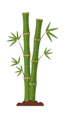 Fototapeta premium Bamboo Stems with Green Leaves.