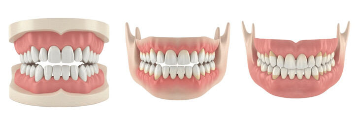 Obraz premium Lower human jaw with teeth isolated on white background, mandible dentition anatomy close up, realistic dental arch structure, tooth sockets and gums, orthodontic reference model for dentistry