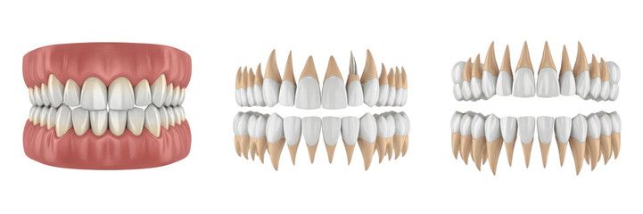 Obraz premium 3D model of human teeth isolated on white background, realistic dental anatomy rendering showing tooth crown roots and gums, orthodontic and dentistry education model for dental clinic presentations