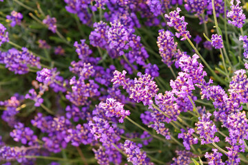 Fototapeta premium Detailed close up, macro of vibrant lavender flowers, medicinal herb with soft focus background. Purple blossoms and green plant stems create fresh natural texture in warm evening light.