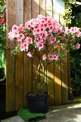Stunning pink and white azalea indica tree in a black pot against a wooden background creating a beautiful spring floral display for garden design