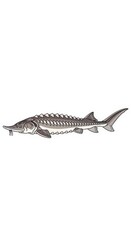 Naklejka premium Detailed Illustration of a Sturgeon Fish.