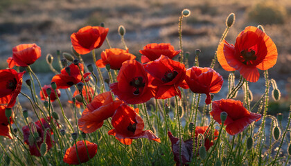 Fototapeta premium Vibrant Red Poppies Blooming in Warm Field Morning Light.