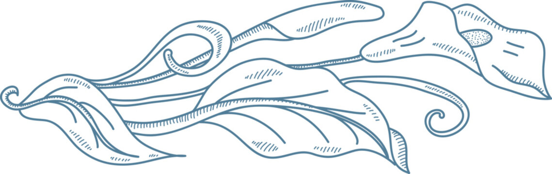 Calla Lily Flourish Sketch