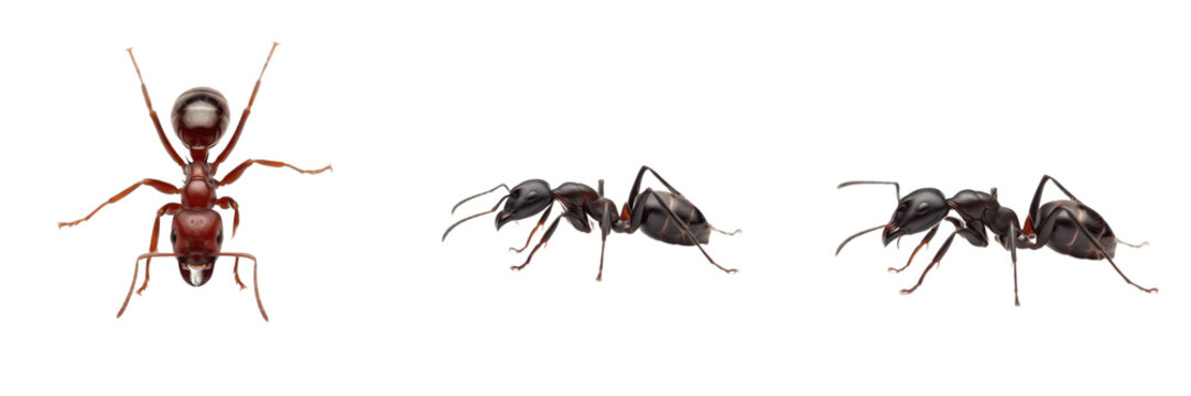 Paraponera clavata isolated on white background, bullet ant, giant tropical ant, South American ant, extremely painful sting, predatory ant, colony ant, worker ant, queen ant, tropical forest ant, ins