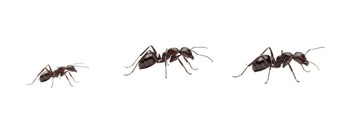 Argentine carpenter ant isolated on white background, Camponotus argentina, Camponotus spp., large South American ant, wood-boring ant, colony ant, Camponotus queen, Camponotus worker, predatory ant, 