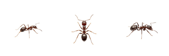 Tapinoma ant isolated on white background, Tapinoma spp., odorous ant, household ant, small black ant, indoor ant, fast-moving ant, tropical ant, Tapinoma colony, Tapinoma worker, insect macro photo © Leaf