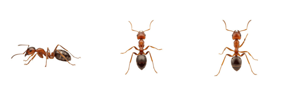 Myrmica ant isolated on white background, Myrmica spp., European red ant, forest ant, small colony ant, predatory ant, worker ant, queen ant, mound-building ant, Formicidae ant, insect macro photograp