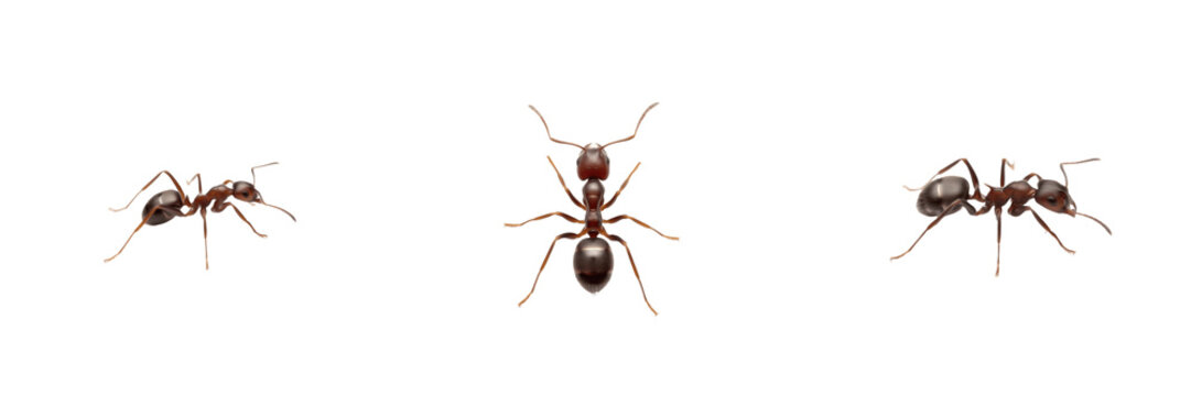 Tapinoma ant isolated on white background, Tapinoma spp., odorous ant, household ant, small black ant, indoor ant, fast-moving ant, tropical ant, Tapinoma colony, Tapinoma worker, insect macro photo