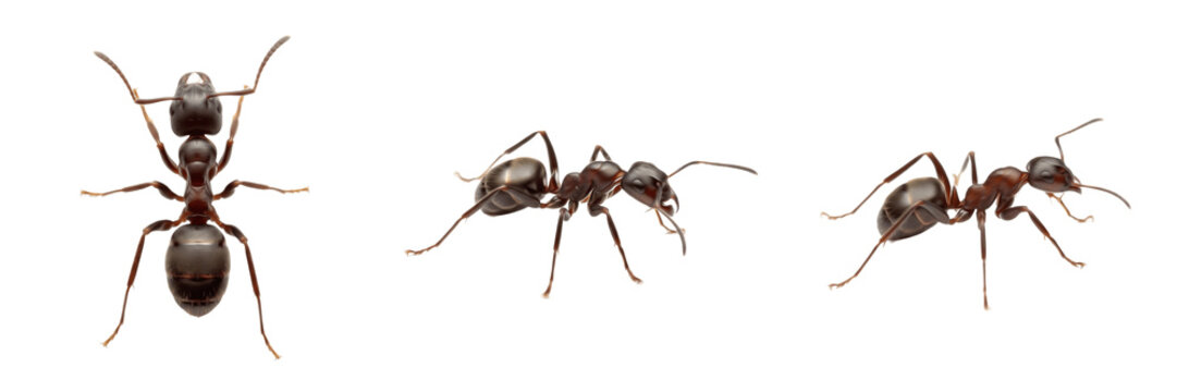 Formica fusca isolated on white background, black European ant, forest ant, mound-building ant, predatory ant, worker ant, queen ant, colony ant, Formica spp., insect macro photography