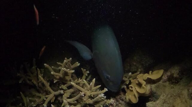Giant trevally &ndash; Caranx ignobilis &ndash; rushes toward the camera and swallows a butterflyfish in a night hunting strike on the Great Barrier Reef, Queensland, Australia. The powerful jackfish then passes 