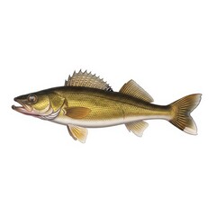 Isolated Illustration of a Fish.