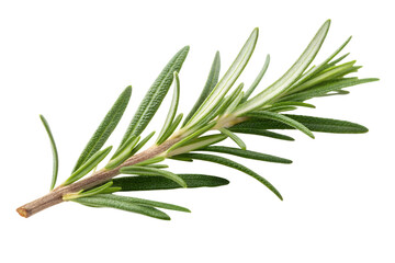 Fototapeta premium Single fresh green rosemary sprig macro studio photograph