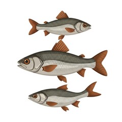 Fototapeta premium Three Fish Illustration Isolated White.