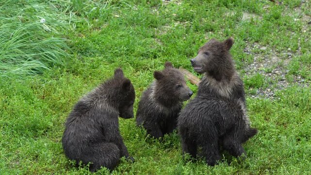 Four Grizzly Bear cubs playing together - Slow Motion